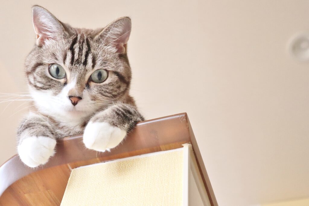 忙しい飼い主でも今からできる！愛猫のストレスを減らす３つのポイント