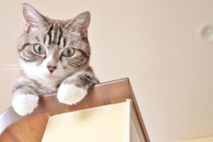 忙しい飼い主でも今からできる!愛猫のストレスを減らす3つのポイント